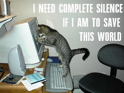 Funny Cat Pictures