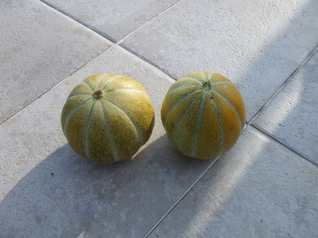 pair+of+melons.JPG
