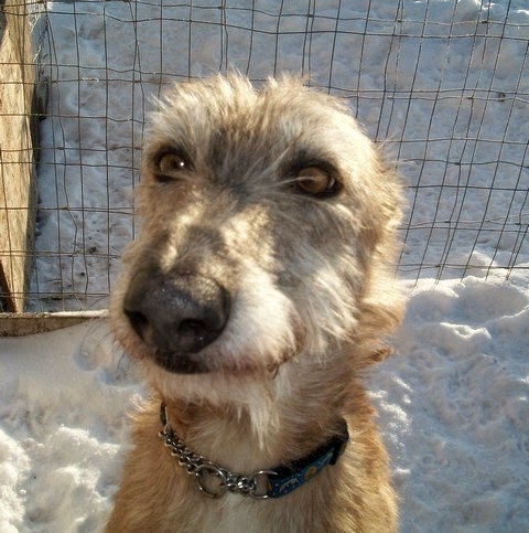 irish wolfhound greyhound mix