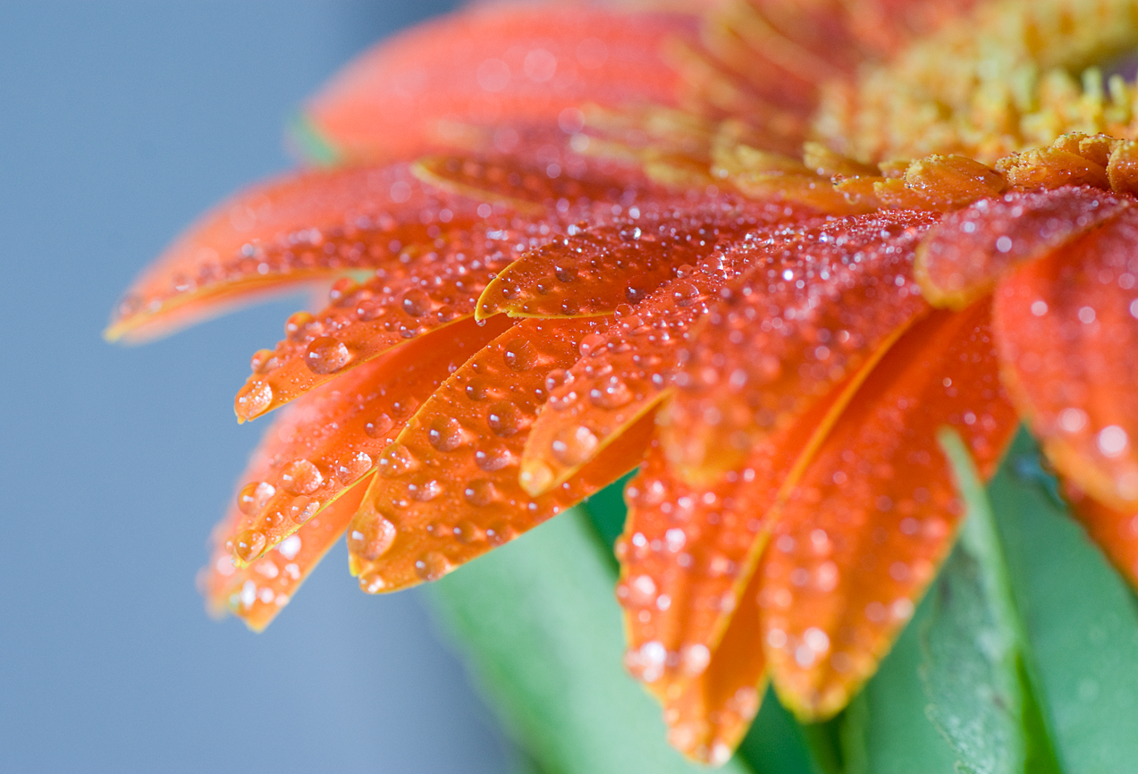 Flower Photography Flower Photography