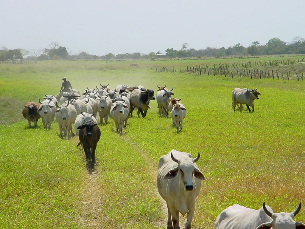 ..DEIKER MEJIAS.. ESTADO APURE