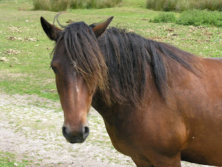 http://4.bp.blogspot.com/-h5hiCWzAFW4/Th5CXC4z5qI/AAAAAAAAASk/KtZXpBeBhgo/s320/Lundy+Horse+Pony.jpg