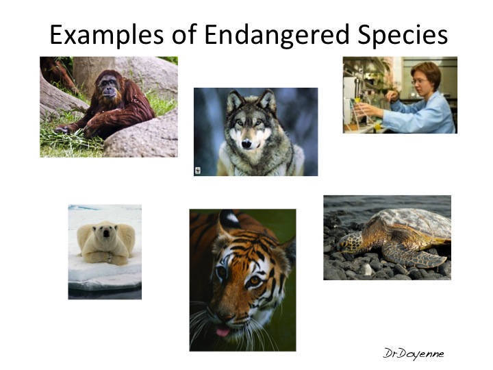 endangered species 4 essay What is known as the endangered species act began in mid-1960 in order for the fish and wildlife service to expand their efforts to protect endangered species, congress enacted the endangered species preservation act of 1966. endangered species 4 essay What is known as the endangered species act began in mid-1960 in order for the fish and wildlife service to expand their efforts to protect endangered species, congress enacted the endangered species preservation act of 1966.