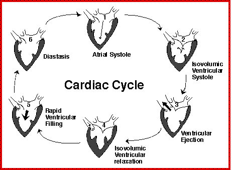 heart, heart informations, heart cardiac cycle 
