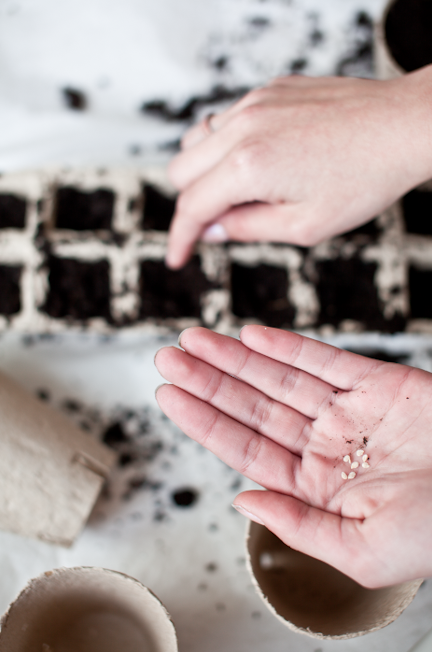 Så tomater Så tomater