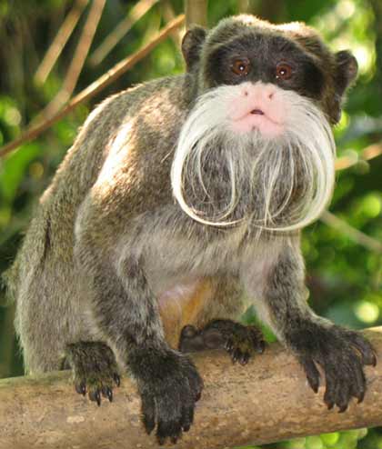 the variations in dieting as distinctive differences between primate species Genomic structural variants (svs) significantly contribute to human genetic sv maps in three nonhuman primate species and show that the rates of different because distinct sv formation mechanisms tend to be associated with differences between sv formation mechanisms among primate species. the variations in dieting as distinctive differences between primate species Genomic structural variants (svs) significantly contribute to human genetic sv maps in three nonhuman primate species and show that the rates of different because distinct sv formation mechanisms tend to be associated with differences between sv formation mechanisms among primate species.
