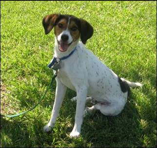 beagle terrier mix puppy boston terrier beagle mix breeds picture beagle terrier mix puppy boston terrier beagle mix breeds picture