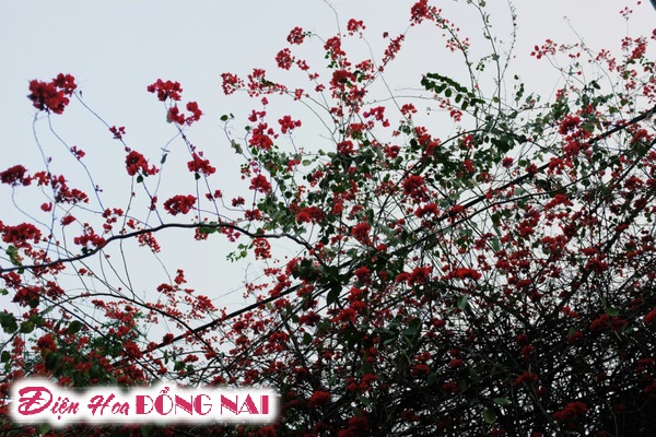 [Image: Do-ruc-nhung-chum-hoa-giay-giua-mua-dong-Ha-Noi-3.jpg]