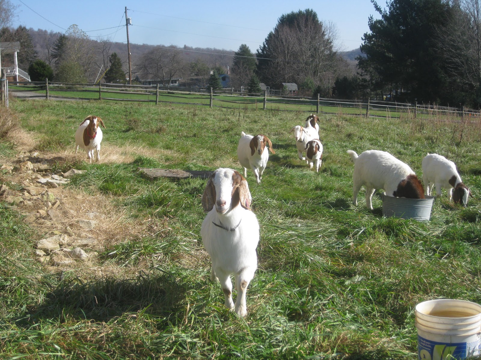 On The Pond Farm Goats On Pasture