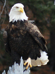 Bald Eagle