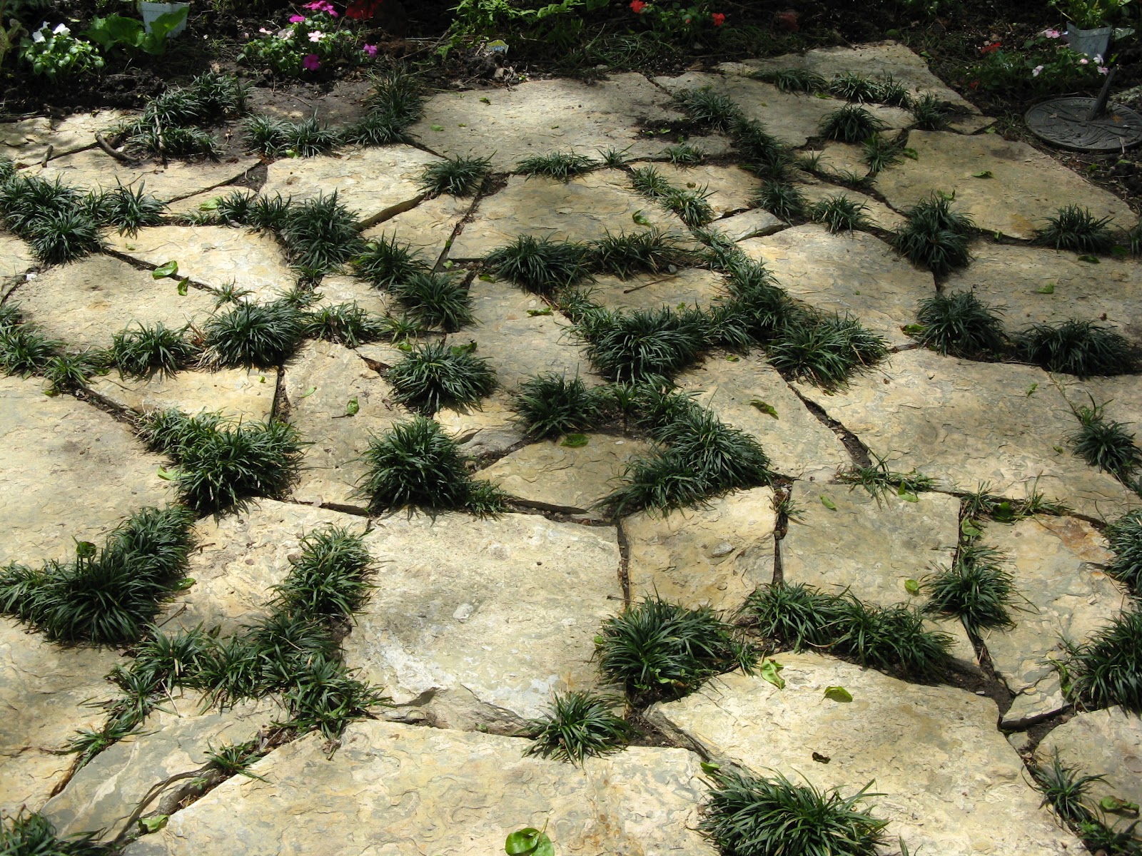 PlantWerkz Mondo Grass Ophiopogon Japonicus 'Kyoto Dwarf'