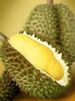Media Tanam Buah Durian Media Tanam Buah Durian