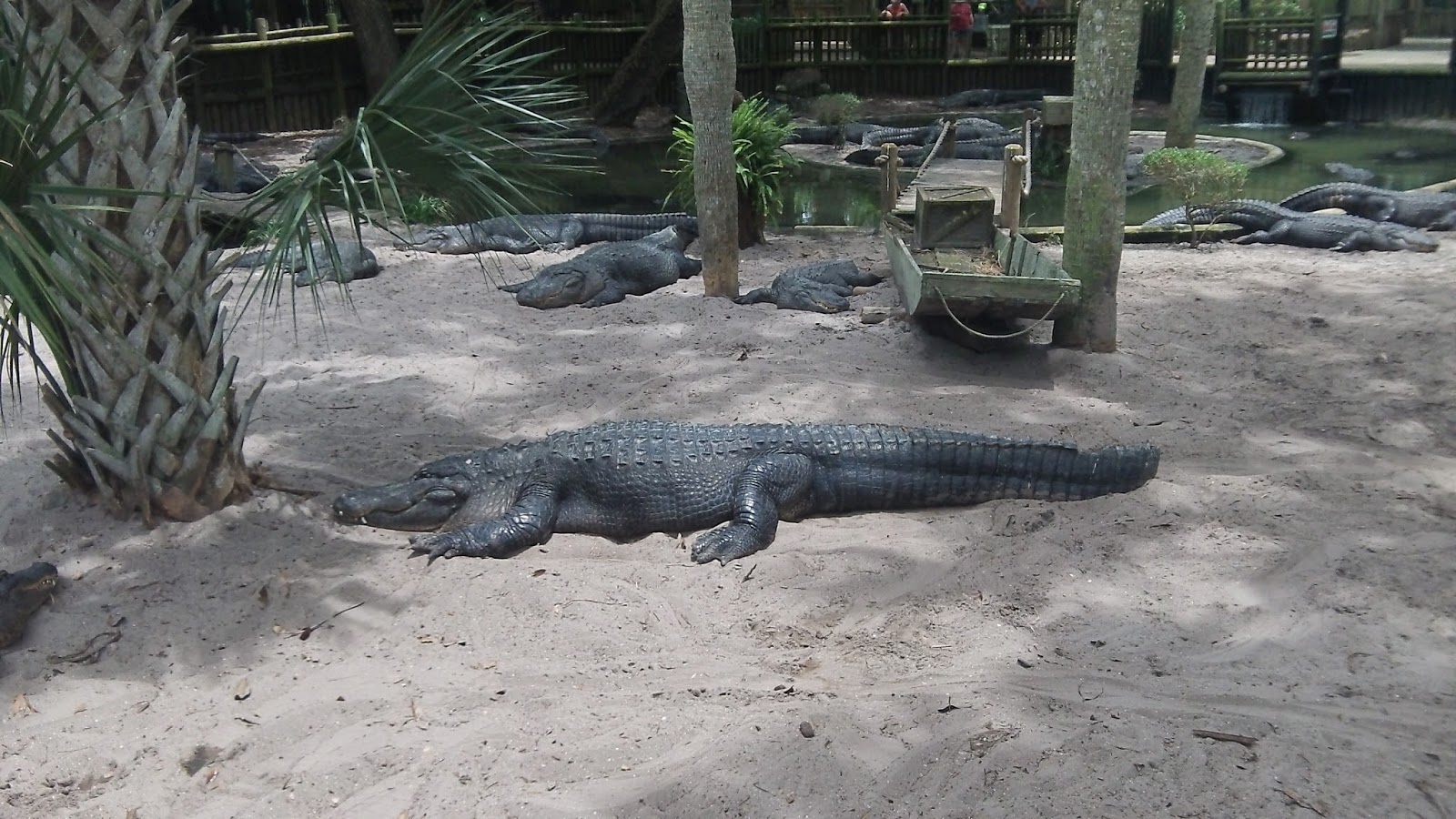 Lori's Blog reviews and more Alligator Farm, Saint Augustine, Florida
