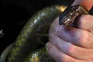 Inland Taipan Snake Hewan Dengan Racun Paling Mematikan