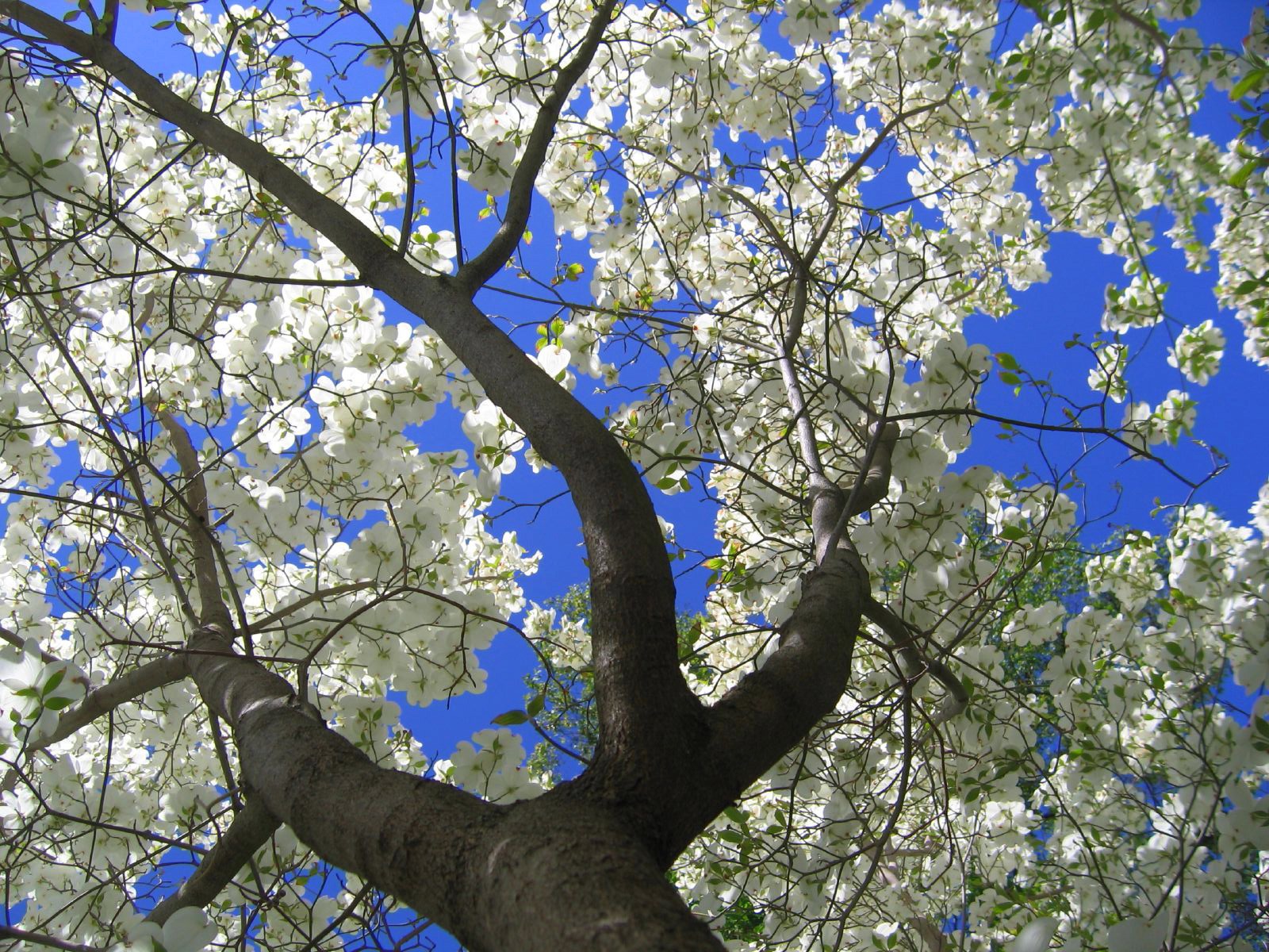 Dogwood+tree+facts+jesus