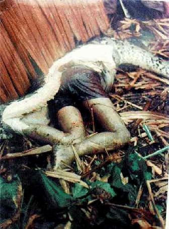 ... this post labels constrictor giant snake reticulate