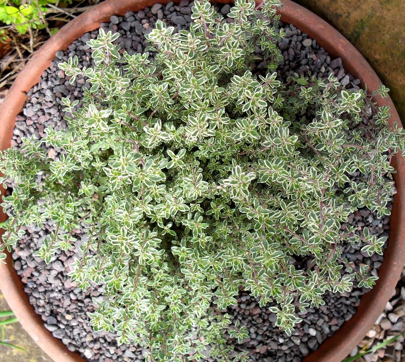 A Woman of the Soil Thyme after Thyme