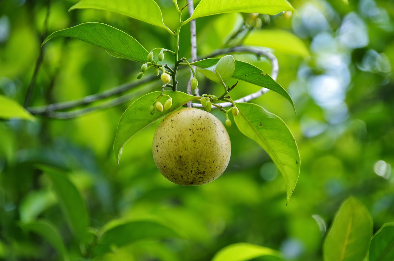 Trees and Plants Nutmeg