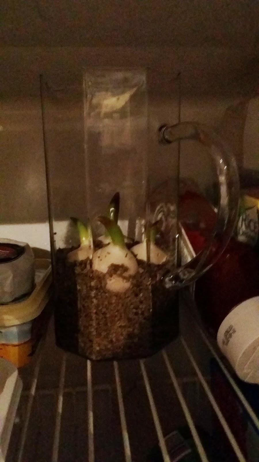  Basement experiments Forcing tulips