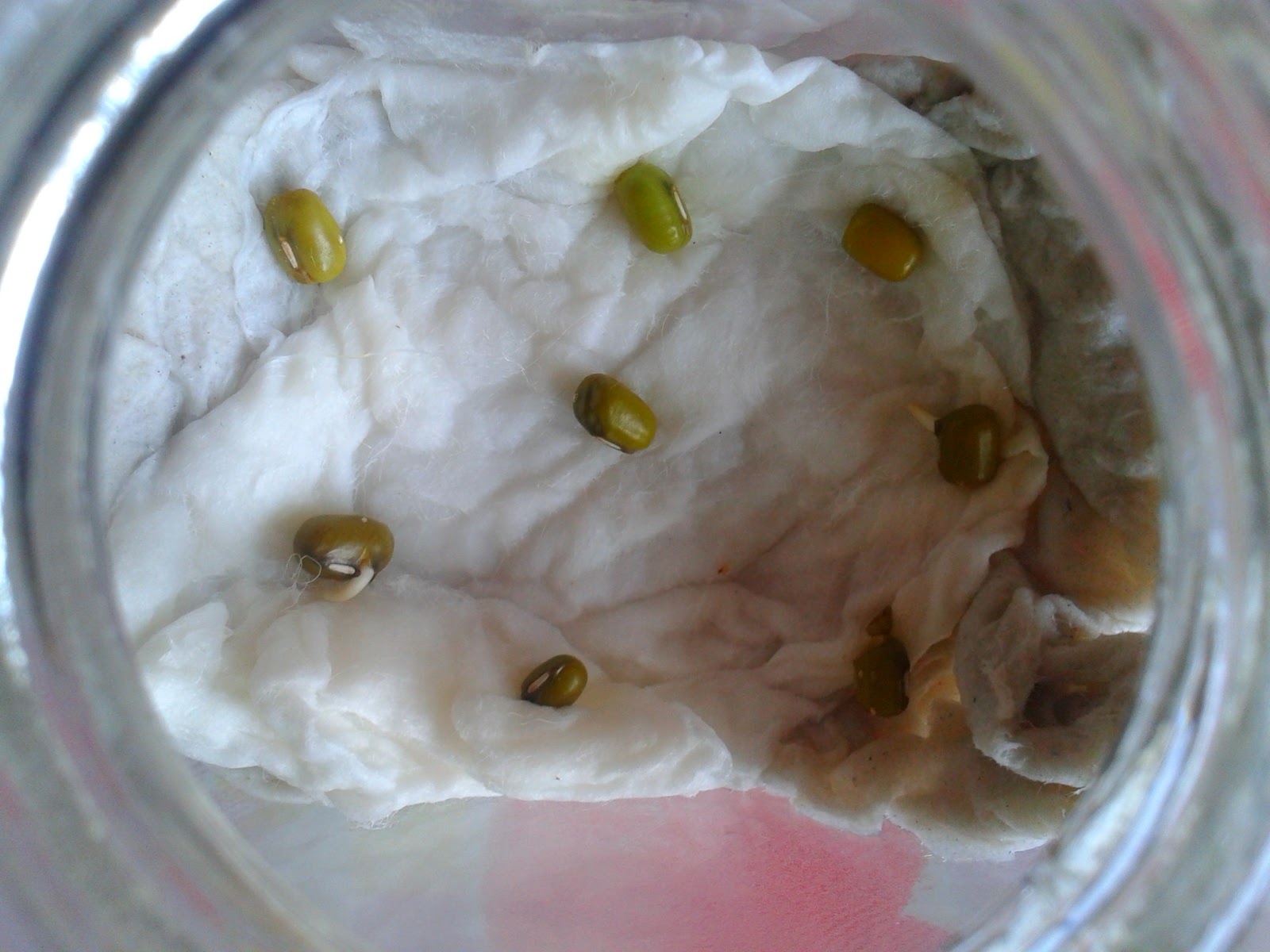 Kacang hijau eksperimen » Take