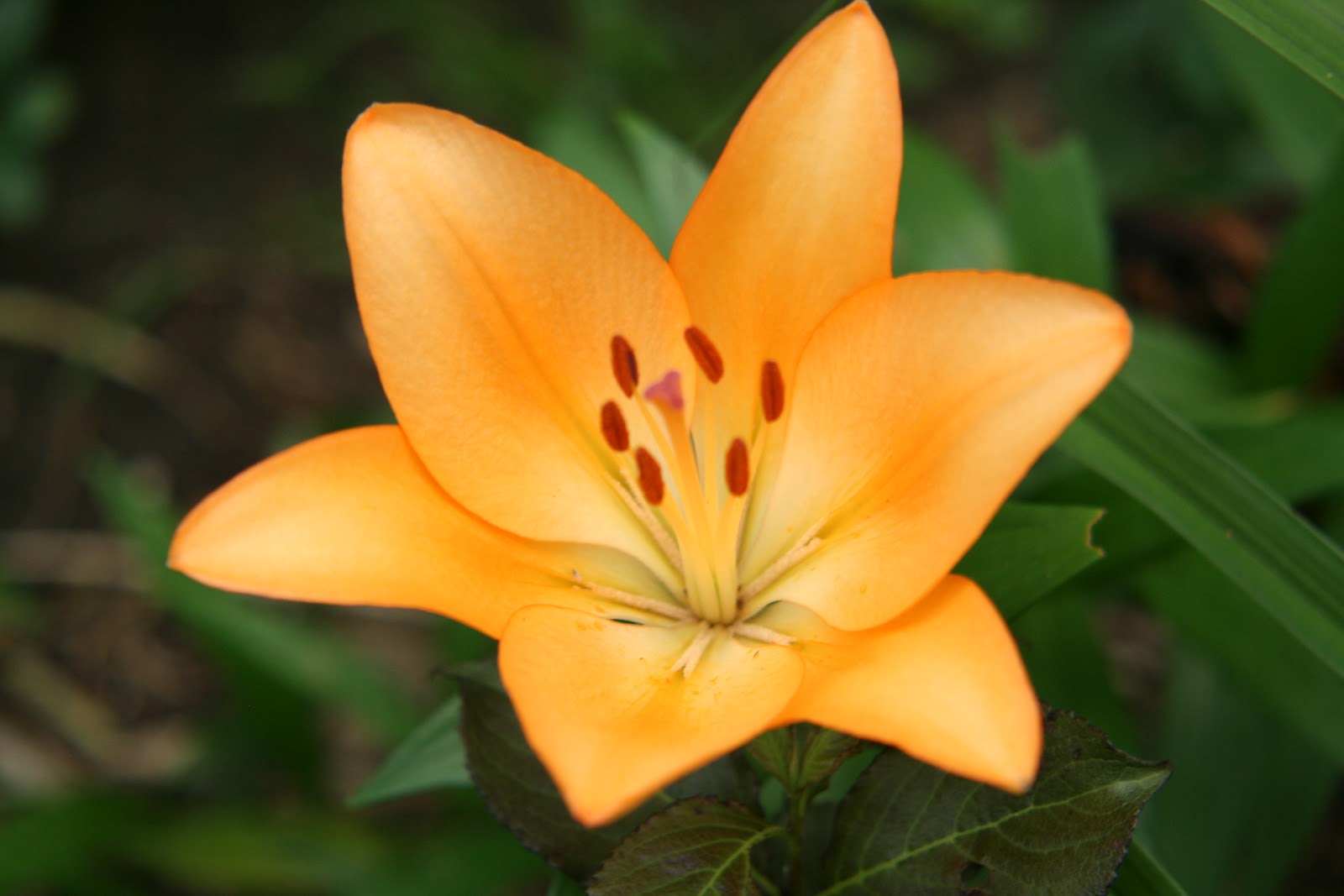 Cheesehead Gardening The Lilies are Blooming
