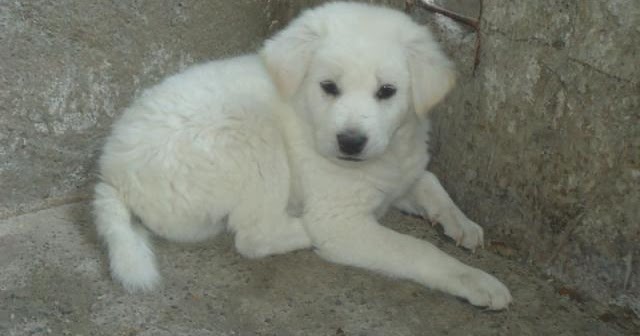 Ke Tempat Wisata Yuuuk Harga Anjing Kintamani