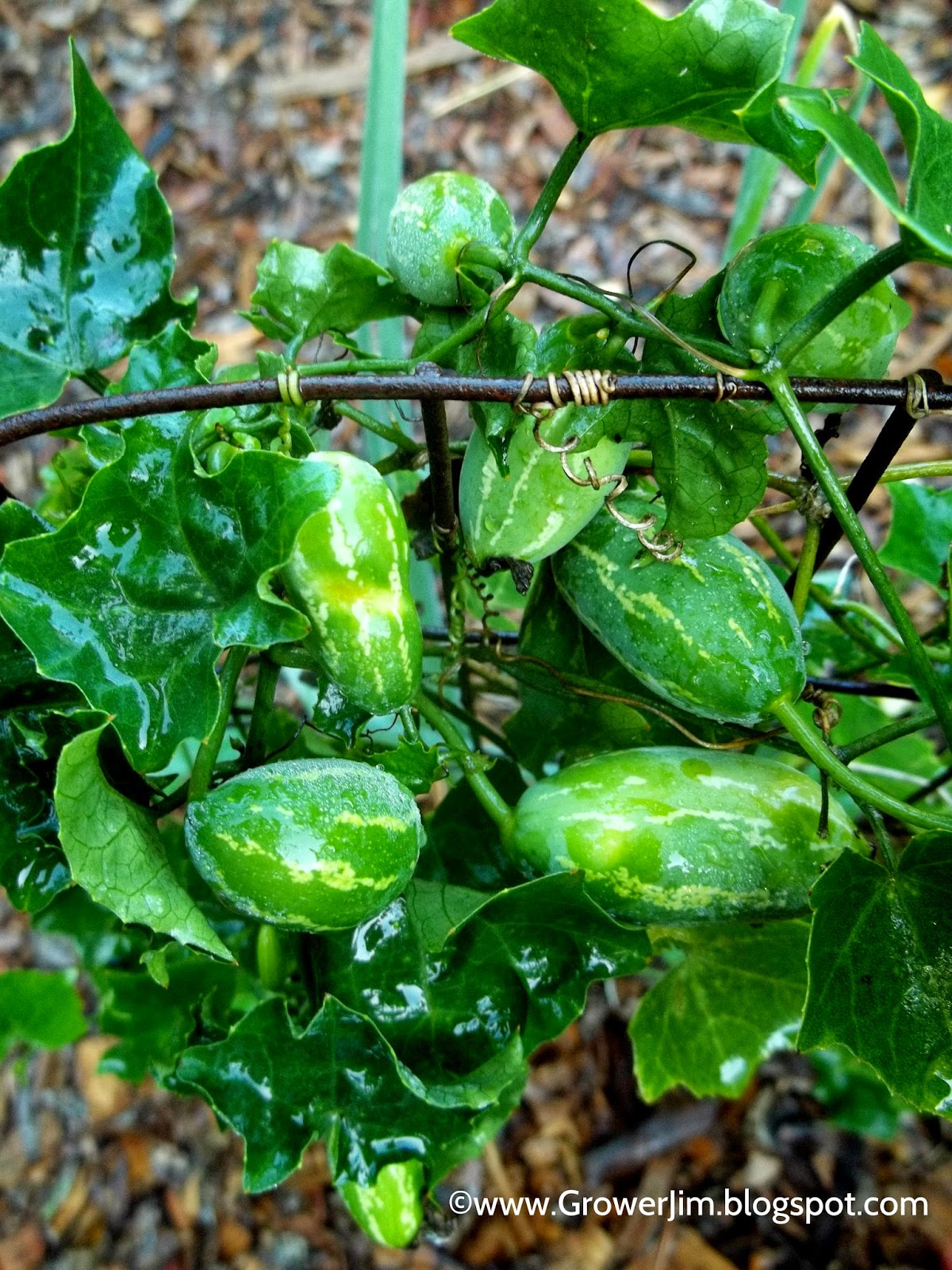 Image Result For Asia Vegetable Garden Image Result For Asia Vegetable Garden