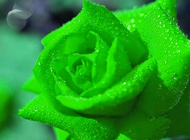 Hinh+Anh+Hoa+Hong+Xanh Ngoài ra hoa hồng xanh cũng tượng trưng cho tình yêu trong ...