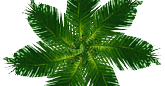 Architecture Entourage and Templates: Palm Tree Plan 01
