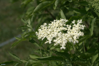 Flori de soc (sambucus)