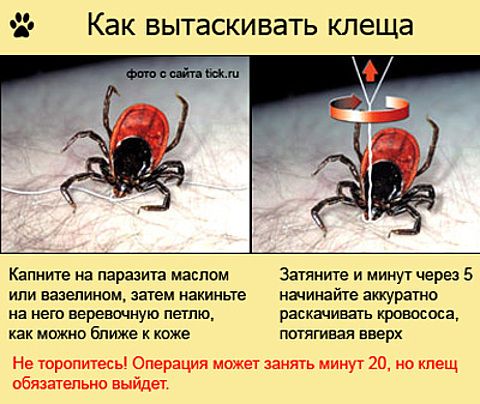 Как вытащить клеща у кошки в домашних условиях видео Как вытащить клеща у кошки в домашних условиях видео