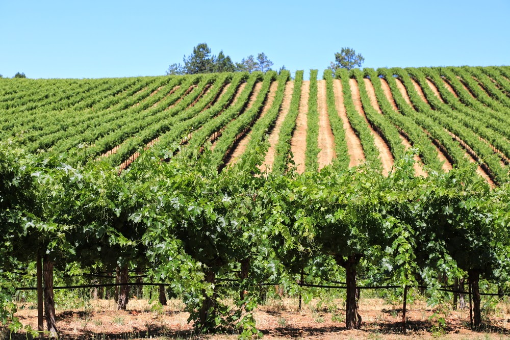 Seven Springs Winery Grapes 101 Growing Grapes for Wine