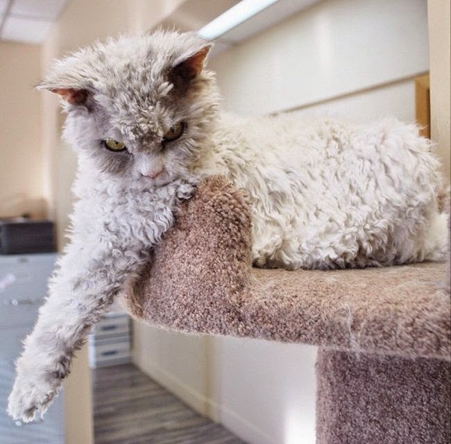 Albert the sheep cat, Albert the cat with bitch face, Selkirk Rex breed cat picture