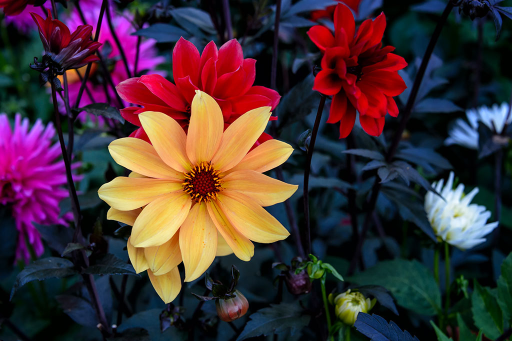 Flowers at The Butchart Gardens