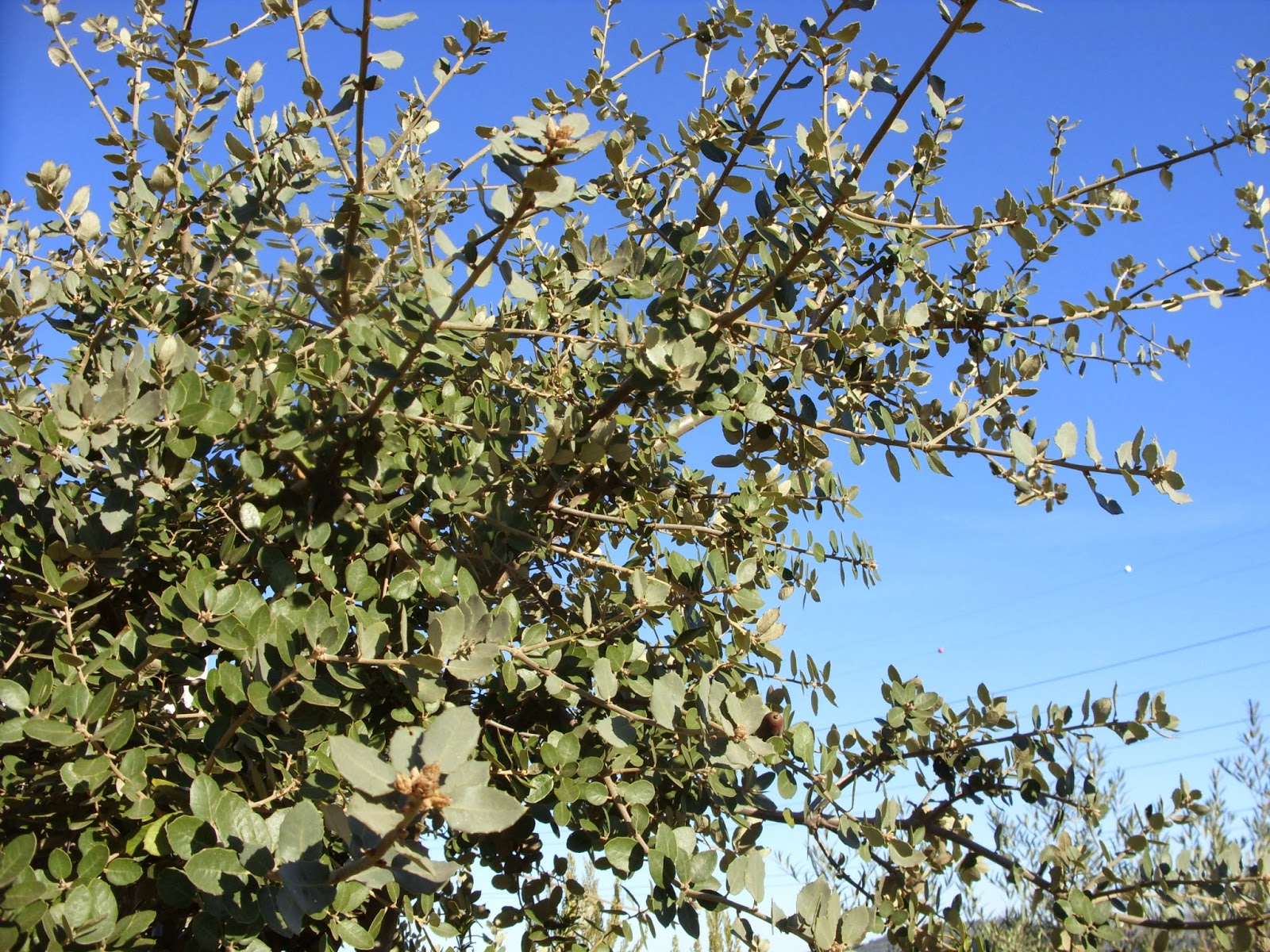 Jardim Autóctone Carrasco duriense, um logro…