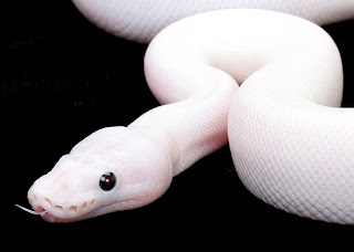 மூடநம்பிக்கைகள் - ஒரு உலகளாவிய பார்வை; Superstition of the Worlds. White+snake