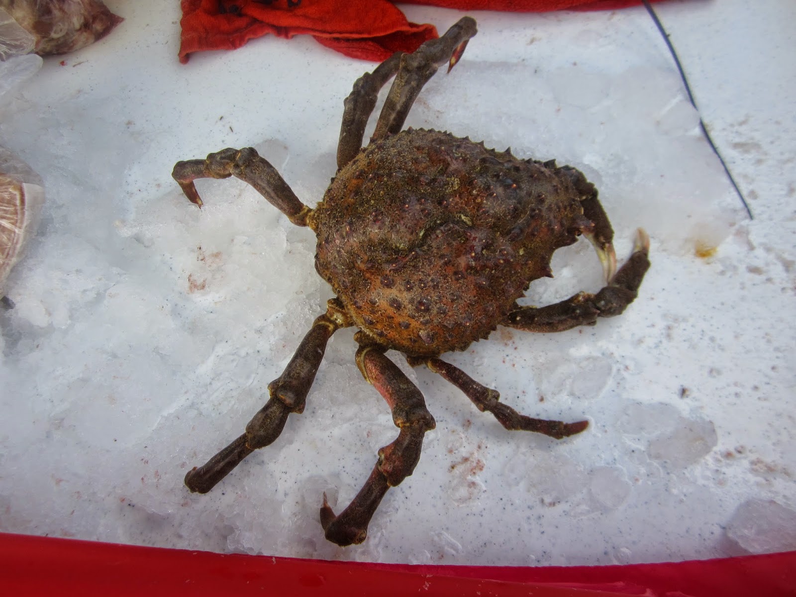 The Backyard Gourmand - San Diego: Spider Crabs (Sheep Crab) - The