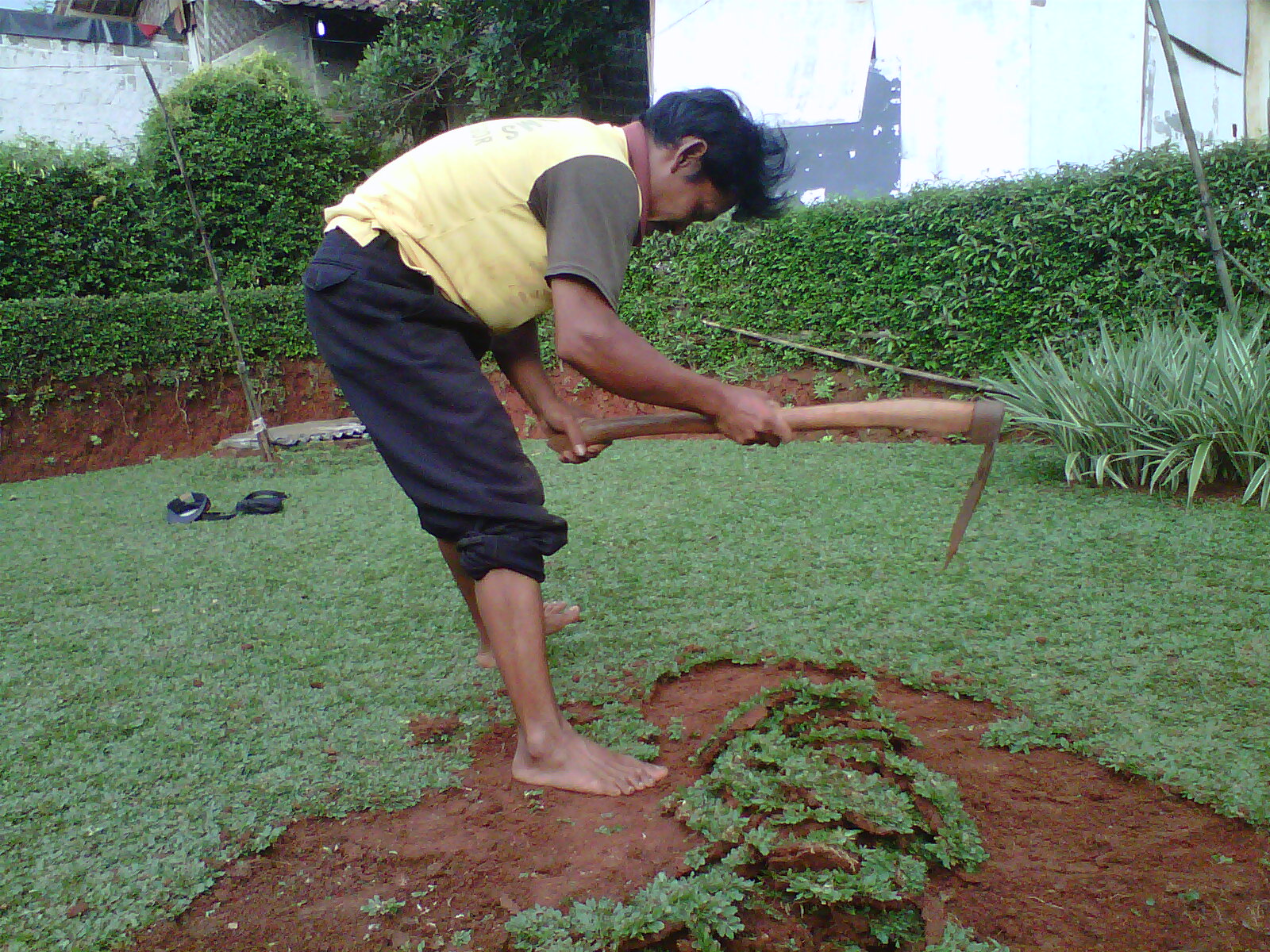 AGEN RUMPUT TAMAN| RUMPUT GAJAH MINI |RUMPUT JEPANG | RUMAPUT GOLP