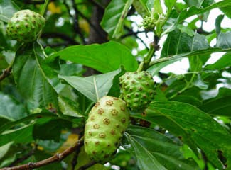 Buah Mengkudu 8 Manfaat Buah Mengkudu Bagi Kesehatan