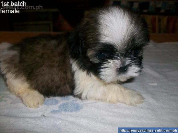 adorable shih tzu puppies puppy dogs shih tzu puppies adorable shih tzu puppies puppy dogs shih tzu puppies
