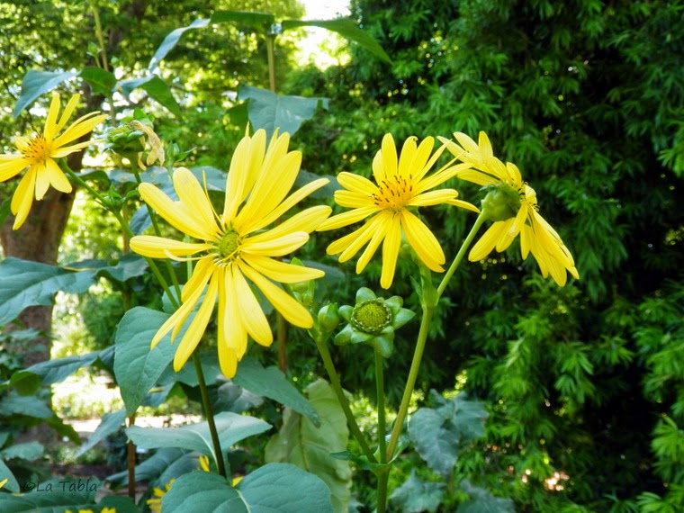 Silphium perfoliatum es una planta vivaz con grandes flores amarillas tipo margarita