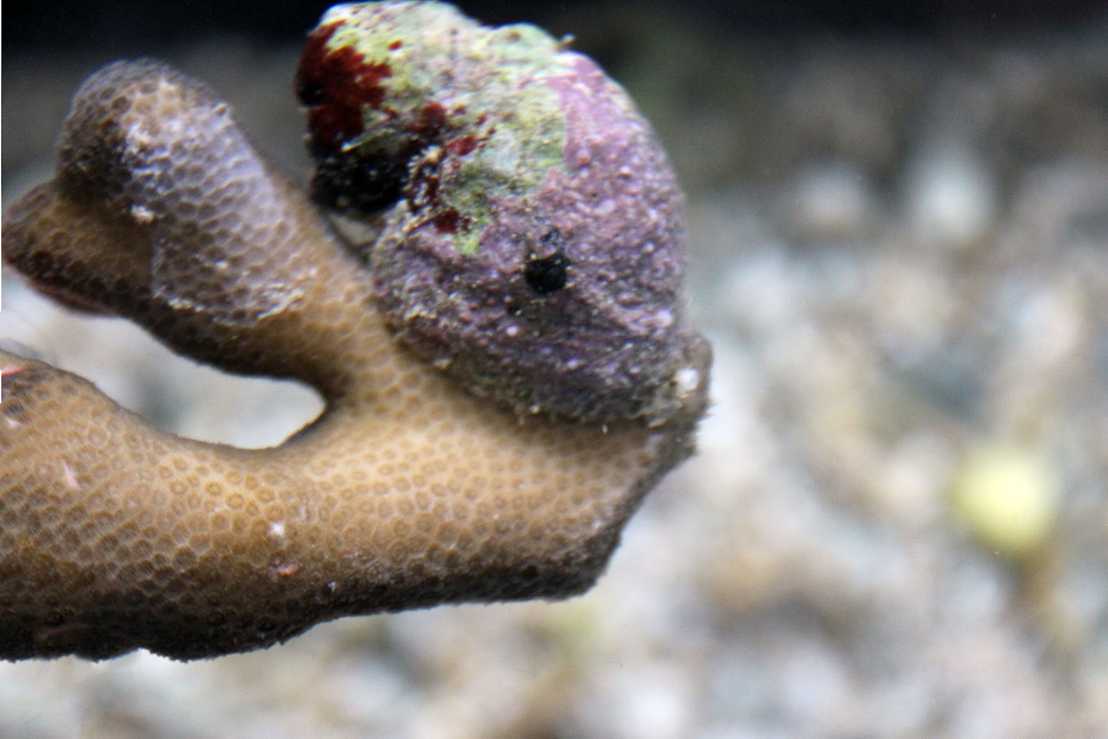 HIMB Community Education Program The Violet Coral Eating Snail, Coralliophila violacea