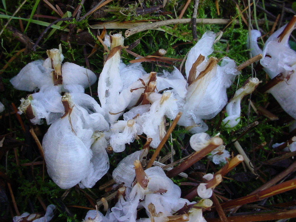 Garden of Discovery Silk Frost, Ice Ribbons and Frost Flowers.