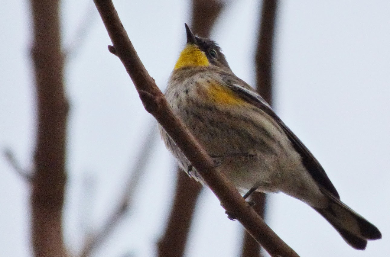 geotripper s california birds bird of the day yellow geotripper s california birds bird of the day yellow