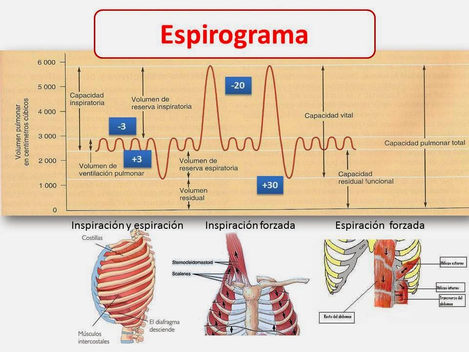 Volumen Pulmonar: