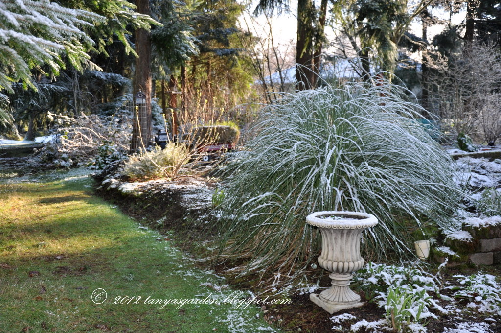 MySecretGarden: Looking at My Pampas Grass