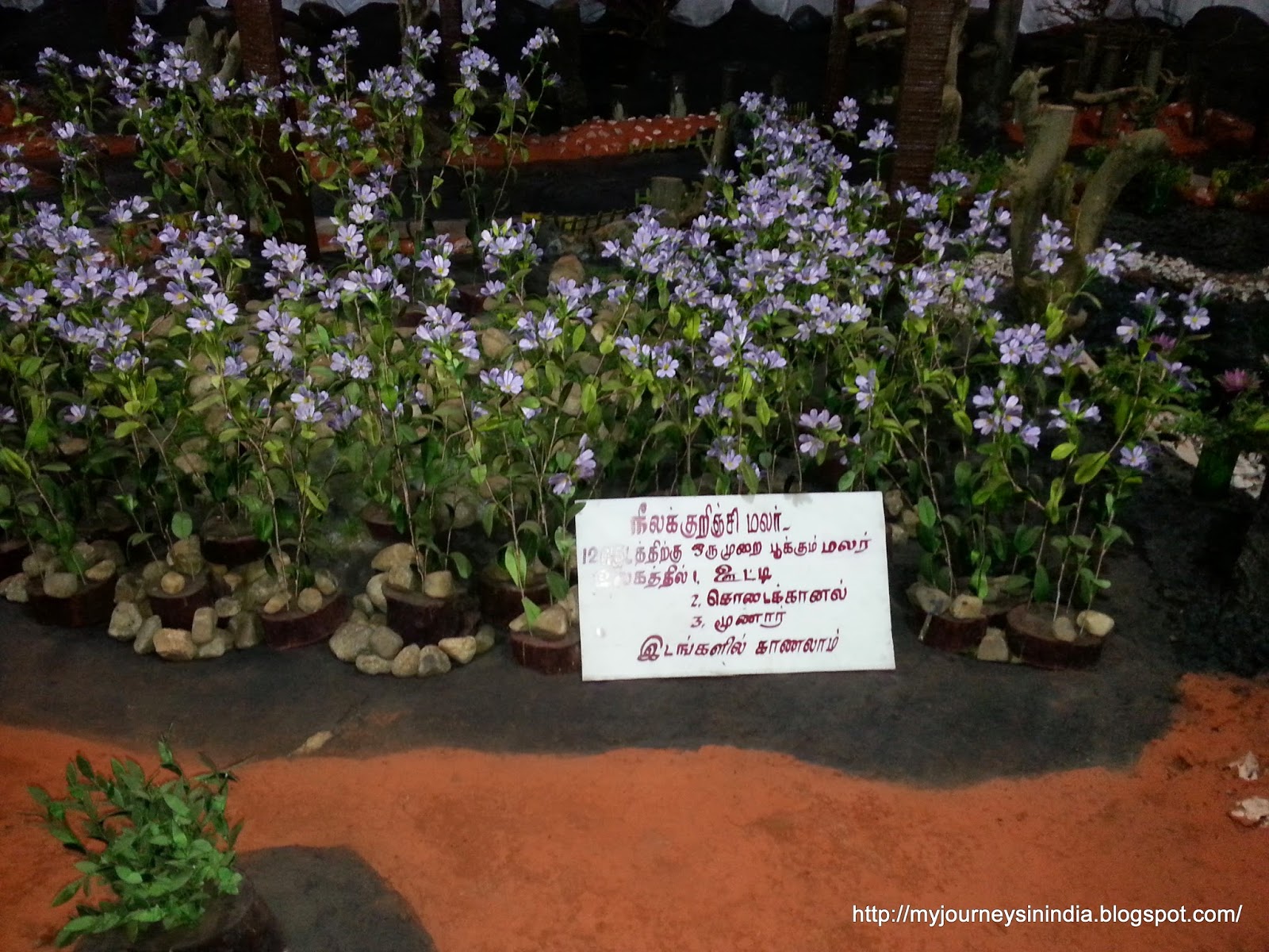 Thread garden Ooty Thread garden Ooty
