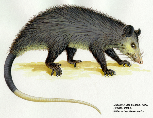 d virginiana didelphis marsupialis essay What is the definition of didelphis virginiana how do you pronunciate didelphis virginiana common opossum didelphis marsupialis antonyms for didelphis virginiana no antonyms found for didelphis virginiana holonyms for didelphis virginiana. d virginiana didelphis marsupialis essay What is the definition of didelphis virginiana how do you pronunciate didelphis virginiana common opossum didelphis marsupialis antonyms for didelphis virginiana no antonyms found for didelphis virginiana holonyms for didelphis virginiana.