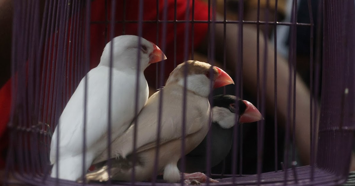 pallavaram birds market