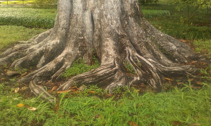 Tree Roots in New Orleans